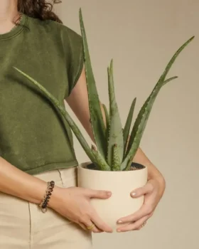 A woman's hands gently holding a small potted plant, symbolizing hope and new beginnings in health