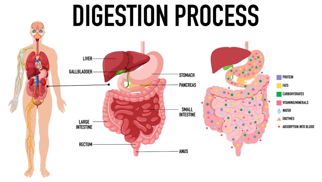 nutrients getting digested with the the help of digestive system hormones